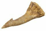 Fossil Sawfish (Onchopristis) Rostral Barb - Morocco #285523-1